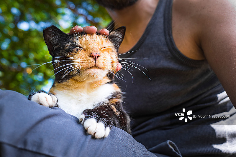 猫咪在男人腿上休息图片素材