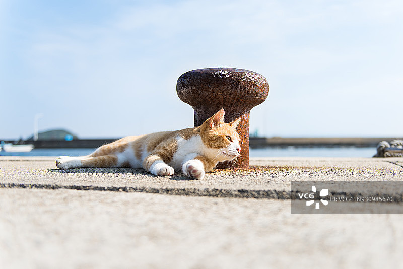 户外放松的猫图片素材