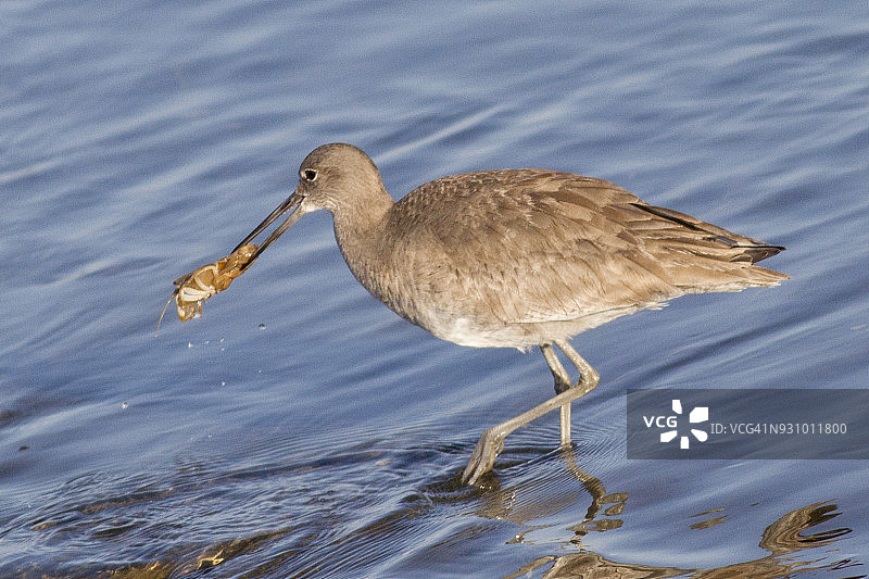 鹬捕捉螃蟹图片素材