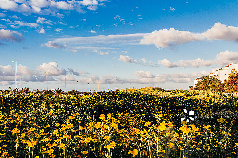日落时分盛开黄色野花（雏菊）的田野图片素材