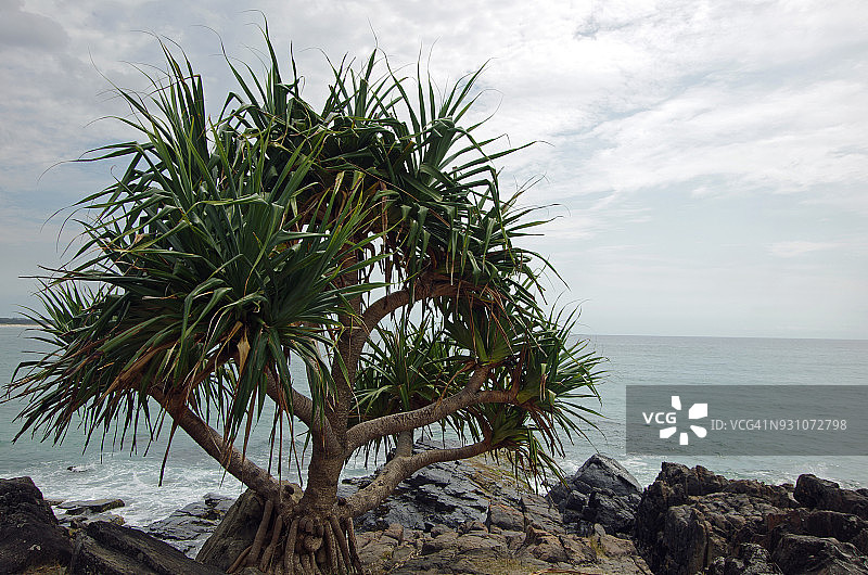 海滩露兜树（澳洲新南威尔士州）图片素材