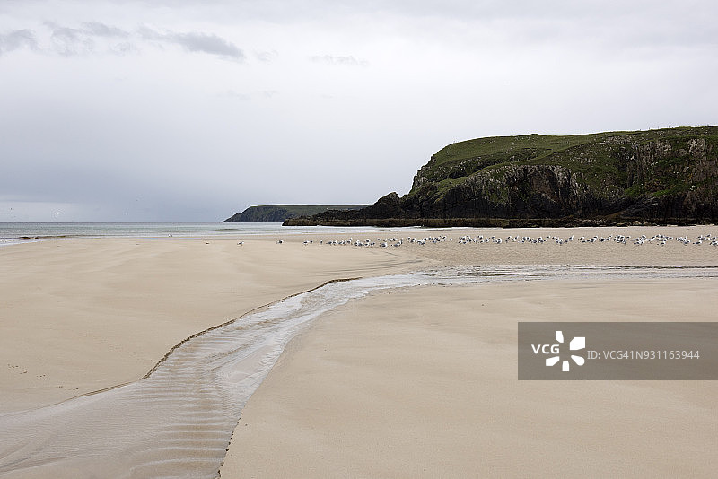 苏格兰刘易斯岛加里海滩的大群海鸥图片素材
