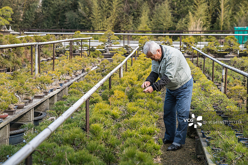 一位盆景大师检查他的农场状况图片素材