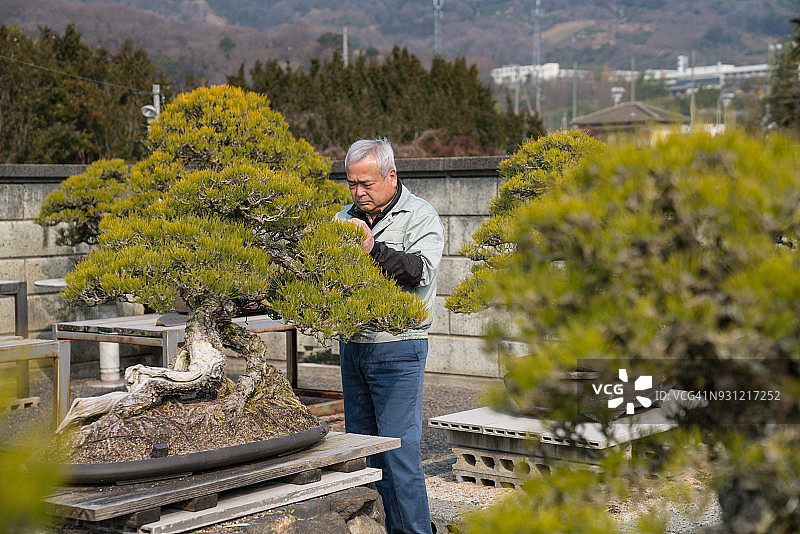 年长的盆景大师用镊子修剪小型盆景树图片素材