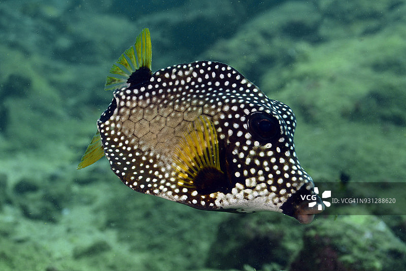 无尾鳍的光滑箱鲀图片素材