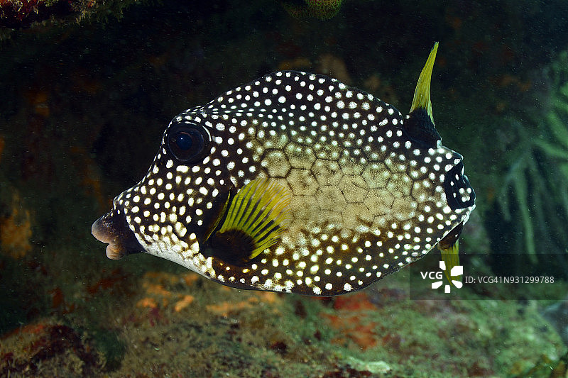 无尾鳍的光滑箱鲀图片素材