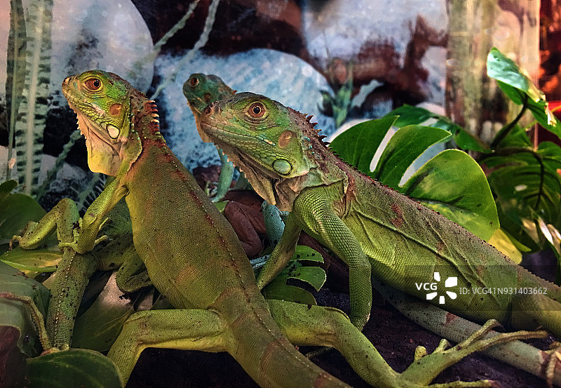 幼年鬣蜥图片素材