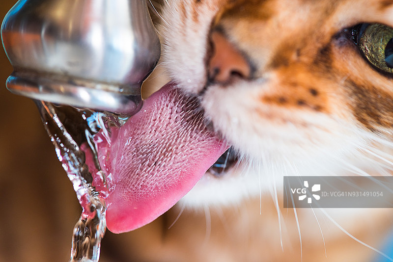 猫咪喝水龙头里的水图片素材