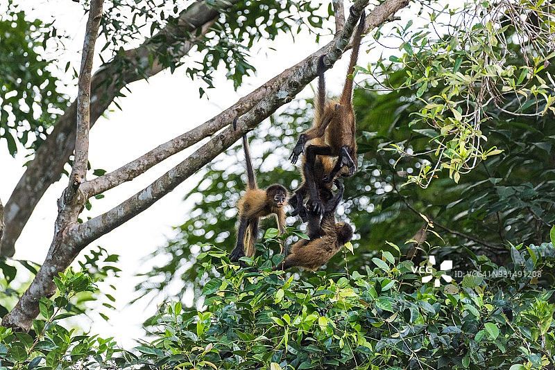 幼年蜘蛛猴在树上玩耍图片素材