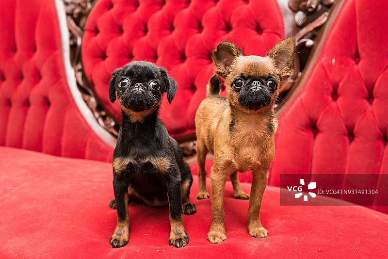 两只小狗坐在沙发上图片素材