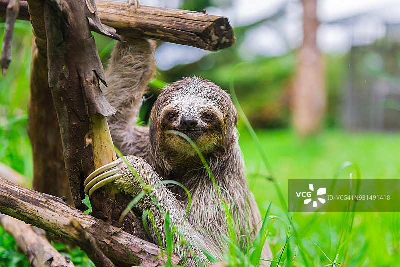抱着木制结构的树懒宝宝图片素材