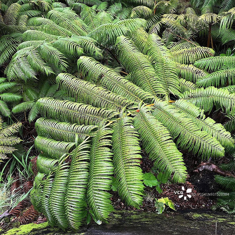 美国夏威夷火山国家公园的树蕨图片素材