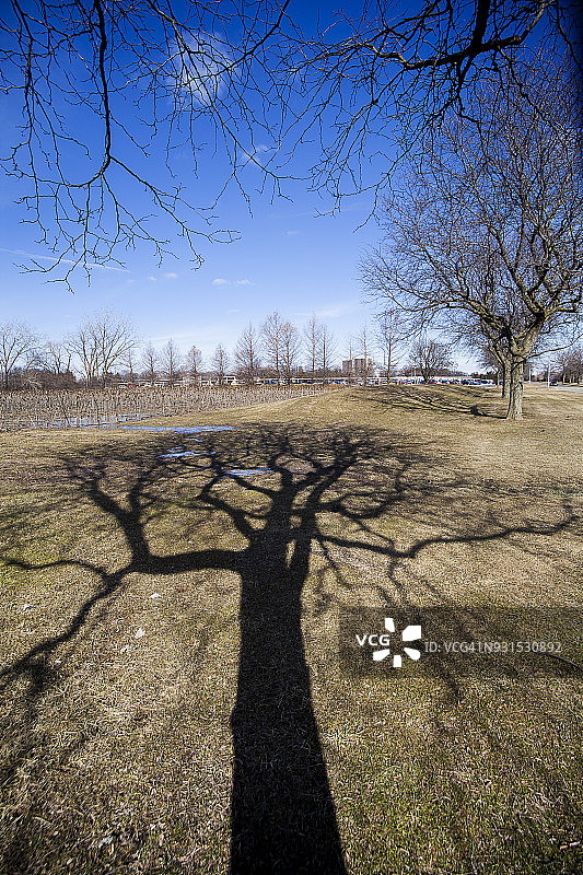 地面上的树图片素材