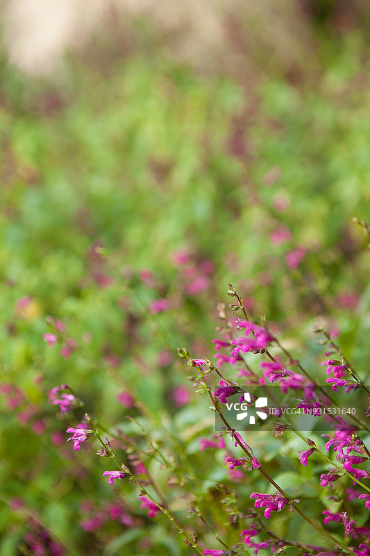 鼠尾草图片素材