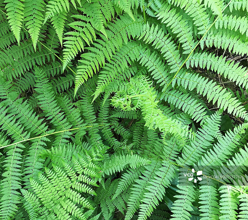 蕨类植物图片素材