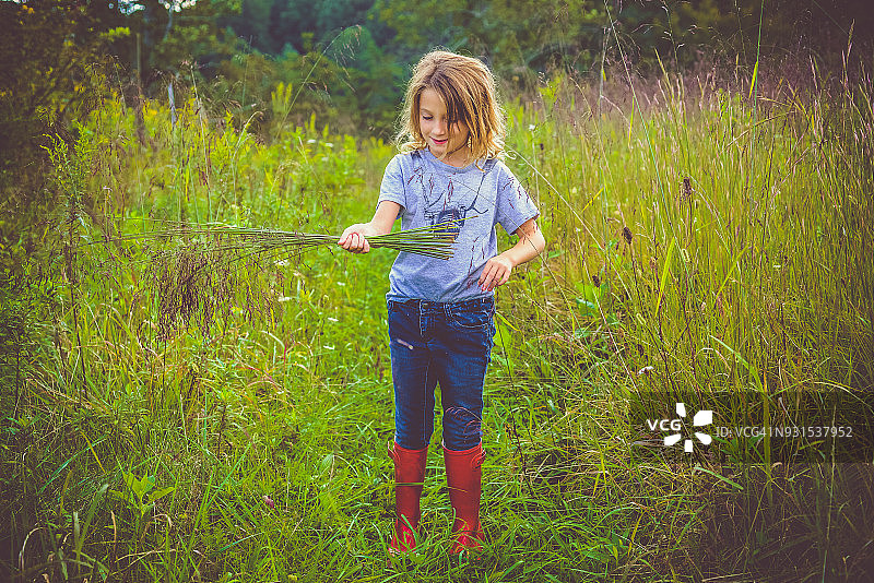采集野花图片素材