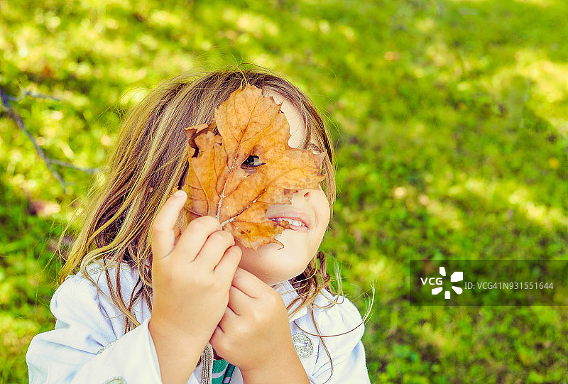 小叶雨蛙图片素材