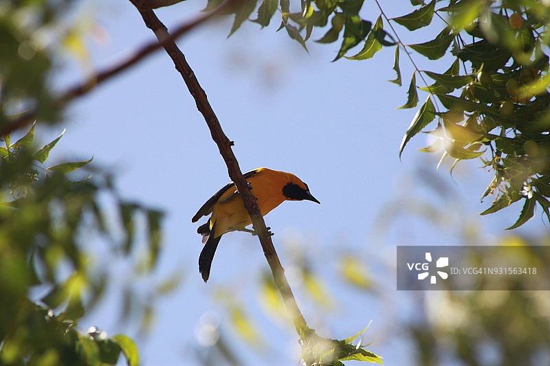 委内瑞拉的黄色鹂图片素材
