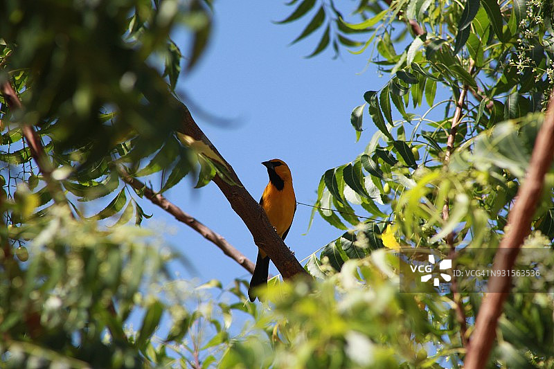 委内瑞拉的黄色鹂图片素材