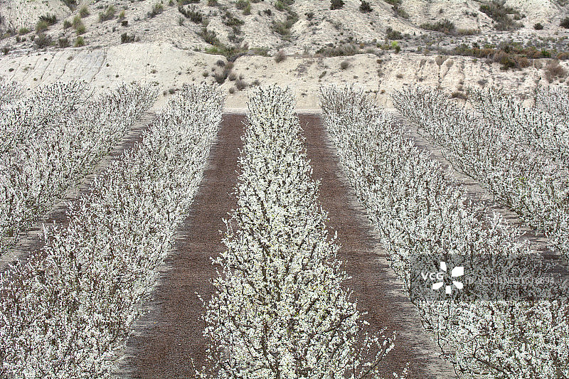 Cieza开花的田野图片素材
