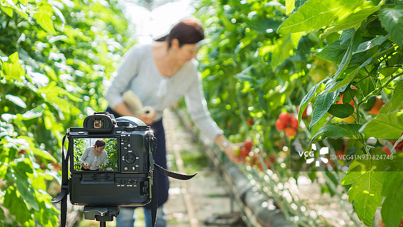 中年妇女在现代番茄温室里录制视频博客图片素材
