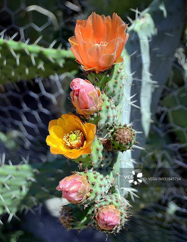 自然界中开花的仙人掌图片素材