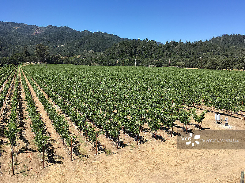 白天的葡萄园图片素材