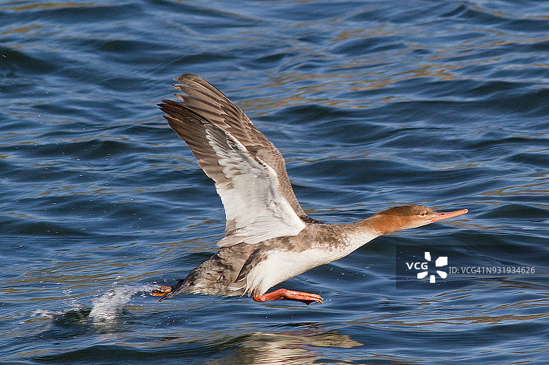 红胸秋沙鸭雌鸭起飞图片素材