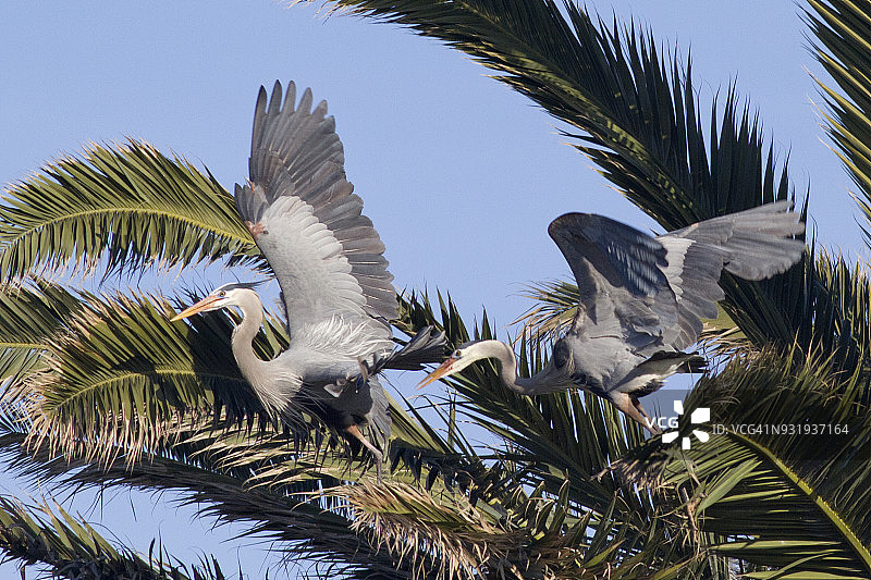 苍鹭追逐图片素材