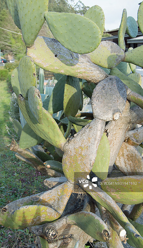 仙人球仙人掌图片素材