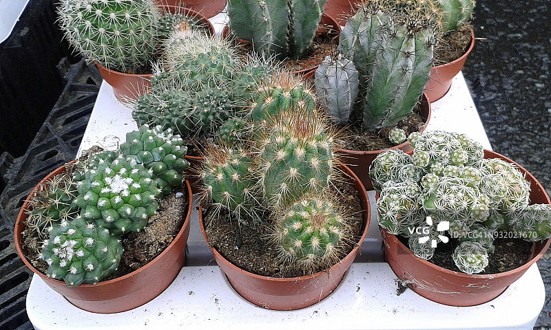 小型仙人掌图片素材