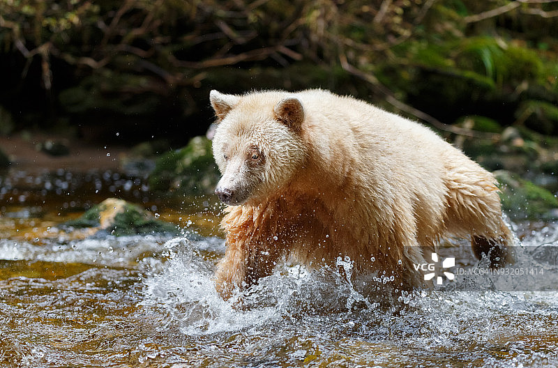 加拿大熊雨林区科默德熊捕食鲑鱼图片素材