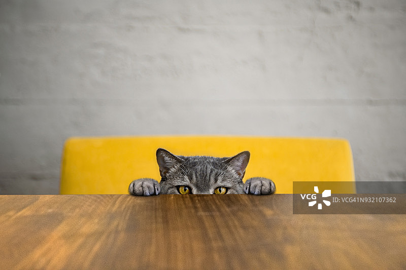 大眼顽皮肥猫看着目标，英国短毛猫图片素材