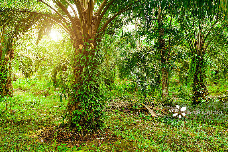 印度尼西亚苏门答腊岛的棕榈油种植园图片素材