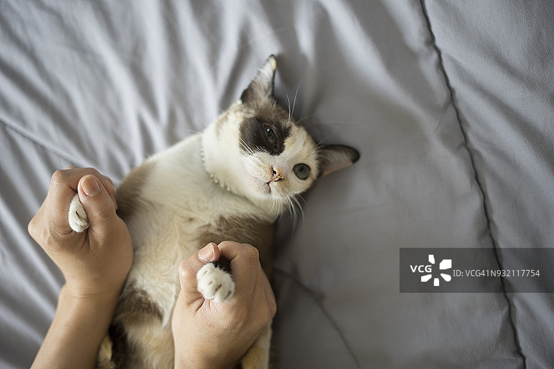 人们和小猫玩耍图片素材