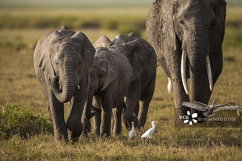 有鸟类的大象家庭前视图图片素材
