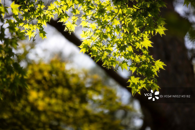 七月絮语图片素材