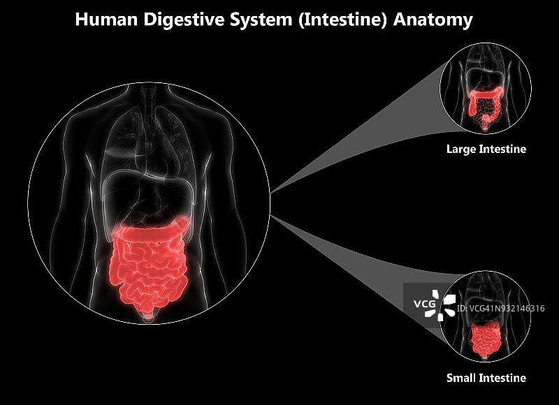 人体消化系统大小肠解剖图片素材