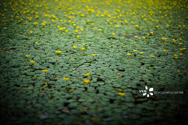浮萍图片素材