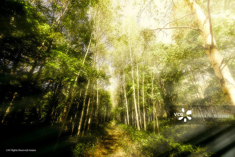 森林漫步图片素材