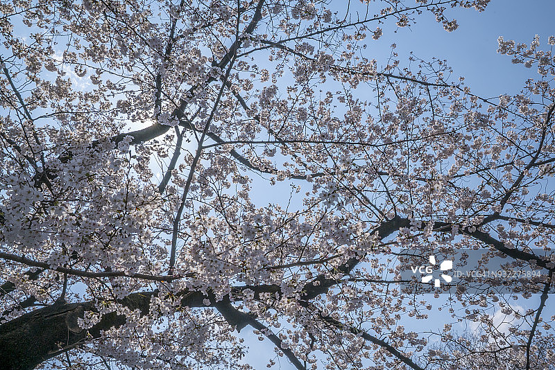 东京上野公园的樱花图片素材