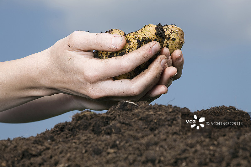 手持土豆特写图片素材