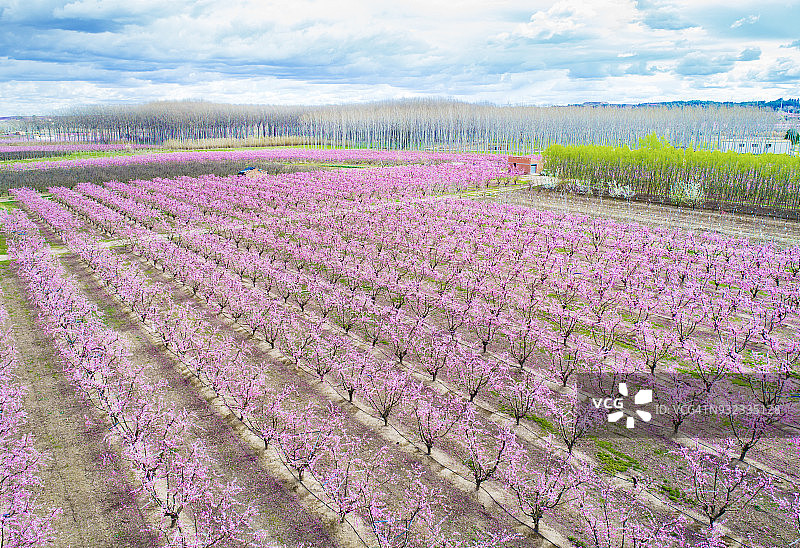 西班牙加泰罗尼亚莱里达艾托纳春天开花的果树壮丽航拍景观图片素材