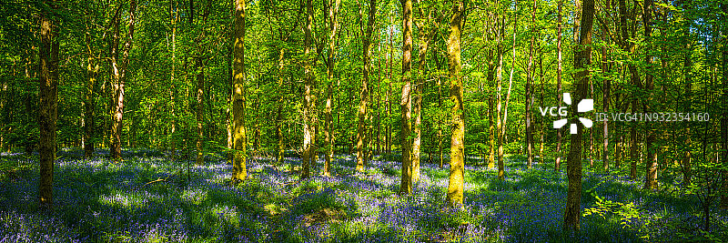 宁静的绿色林间空地，田园诗般的森林空地，阳光明媚的野花林地全景图片素材