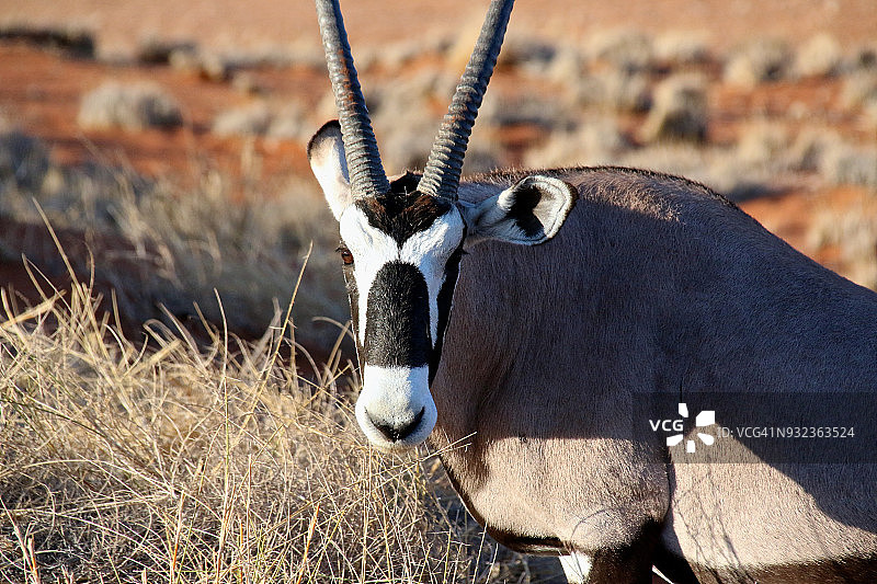 纳米布沙漠中的剑羚图片素材