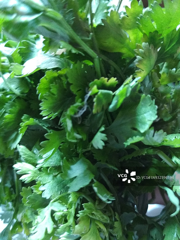 绿色香菜叶图片素材