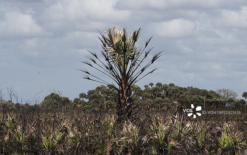 控制燃烧后的棕榈树图片素材