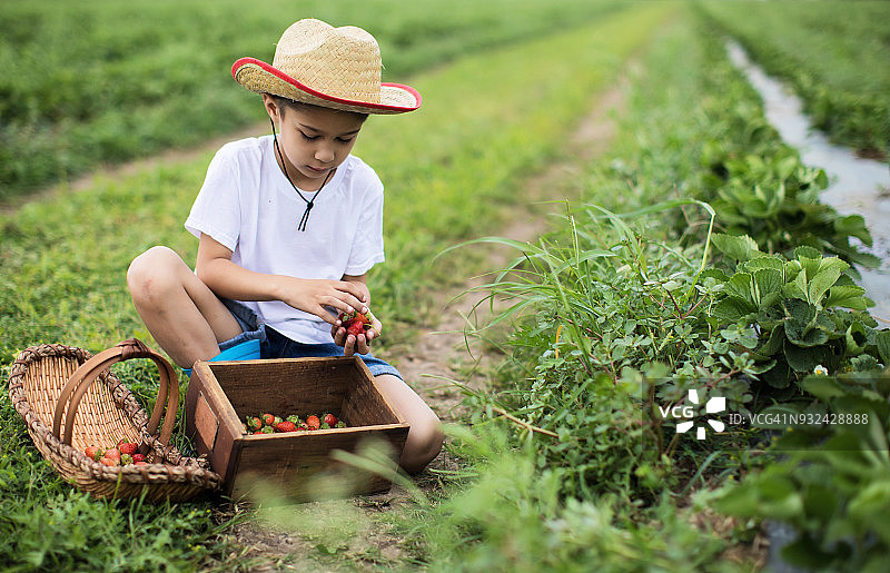 小男孩采摘草莓图片素材