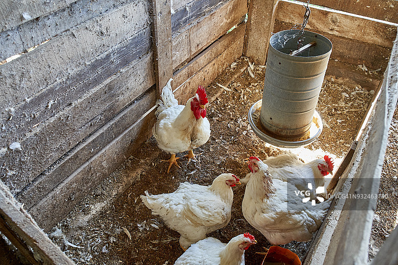 鸡舍里的矮脚母鸡图片素材