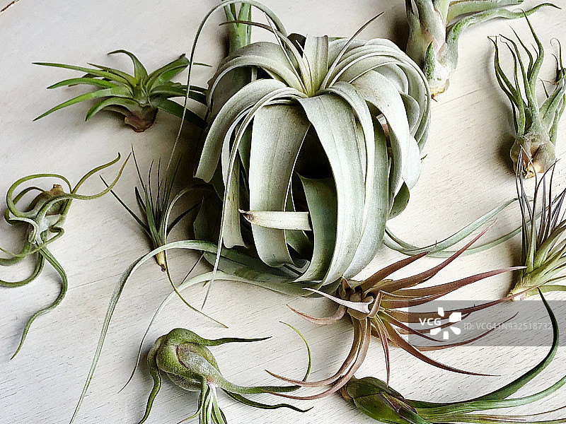 空气凤梨图片素材